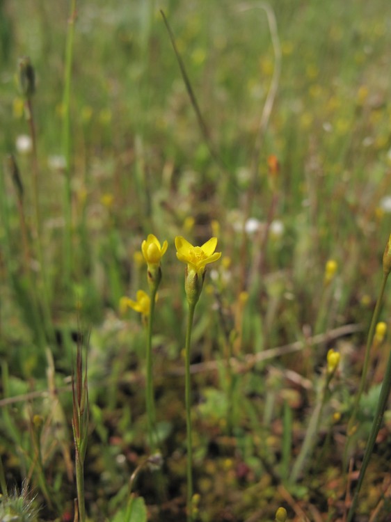 Cicendia filiformis